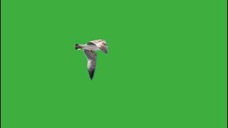 bird flying green screen / seagull flying green screen / top video 2022