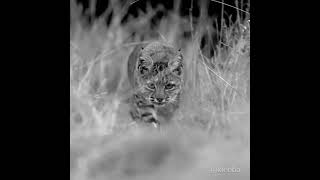 Bobcat / Red Lynx