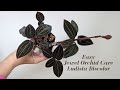 Easy jewel orchid care  ludisia discolor  grown like any common houseplant