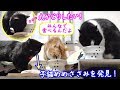 ＜2匹の猫通信＞ハッチとマックの「ほっこりライブ」子猫めめ ささみを発見！丸かじりしたい！2019 03 19　- Cat Live Stream in Japan - Cat Life TV
