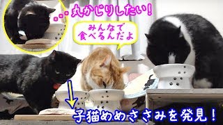 ＜2匹の猫通信＞ハッチとマックの「ほっこりライブ」子猫めめ ささみを発見！丸かじりしたい！2019 03 19　- Cat Live Stream in Japan - Cat Life TV