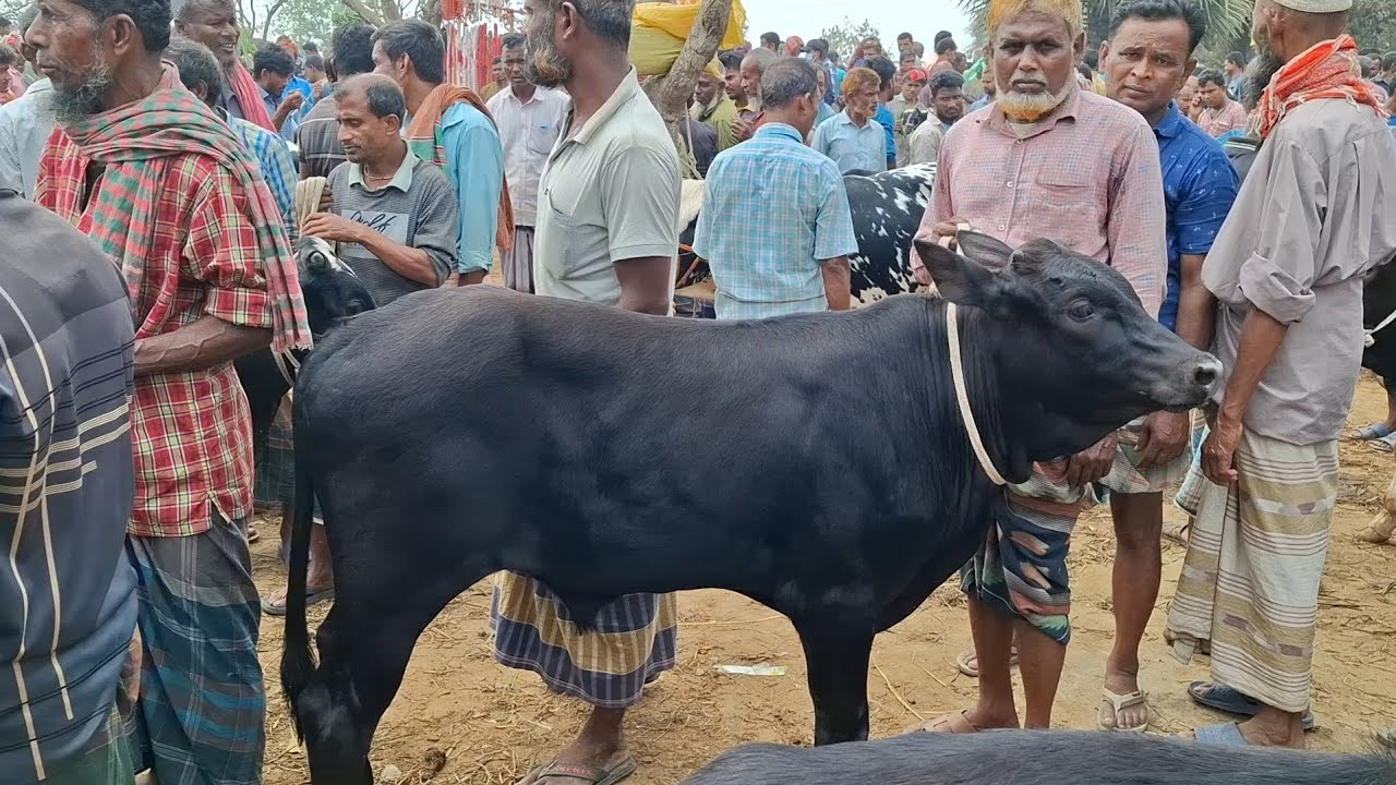৯ মার্চ 2026 | ফ্রিজিয়ান ও ক্রসজাতের ষাঁড় বাছুরের দাম জানুন | রানীগঞ্জ হাট | থেকে দিনাজপুর 