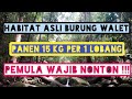 Goa walet kalimantan