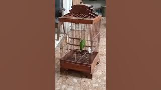 suara assli hutan sukamade meru betiri