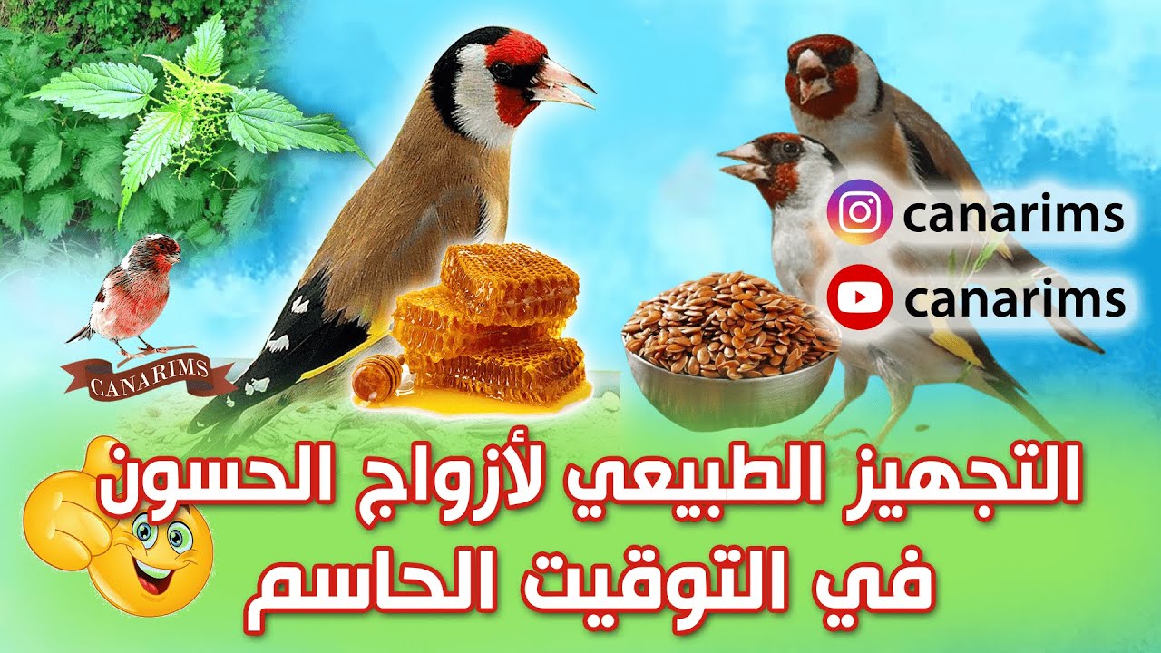 التجهيز الطبيعي لأزواج الحسون... في الوقت الحاسم 🐦✨
