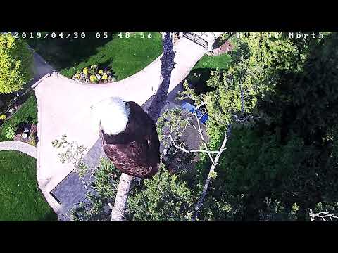 bald eagles in wisconsin Hancock Wildlife Foundation Live Stream