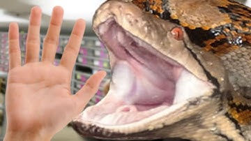 CLOSE CALL GNARLY SNAKE BITE!!! **GIANT SNAKES BREED** | BRIAN BARCZYK