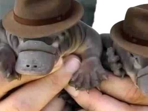 Cute Baby Platypus Youtube