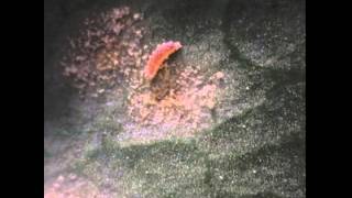 Mexico- Larva Eating Rust
