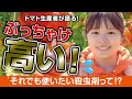 トマト生産者さんに聞く！ぶっちゃけ高いけど使ってしまう殺虫剤グレーシア乳剤