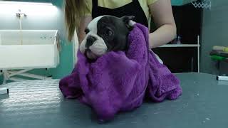 Funny Frenchy Bulldog  Puppy  Grooming, Deshedding, Cleaning Ears and Wrinkles @ManWithTheDogs