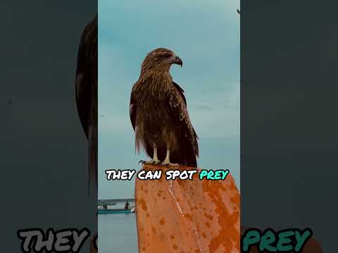 Majestic Eagle Soars