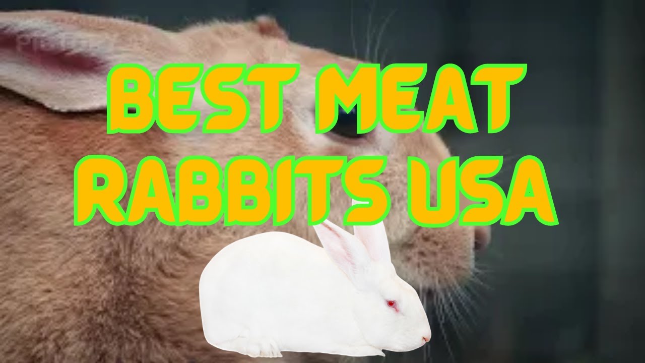 Top10 Meat Rabbit Breeds USA - YouTube
