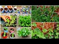 Cheap home garden tips to grow your own vegetables  planting ideas at home  gardening in the uk