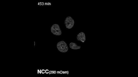 Chromatin domains and the interchromatin compartment form structurally defined and functionally int
