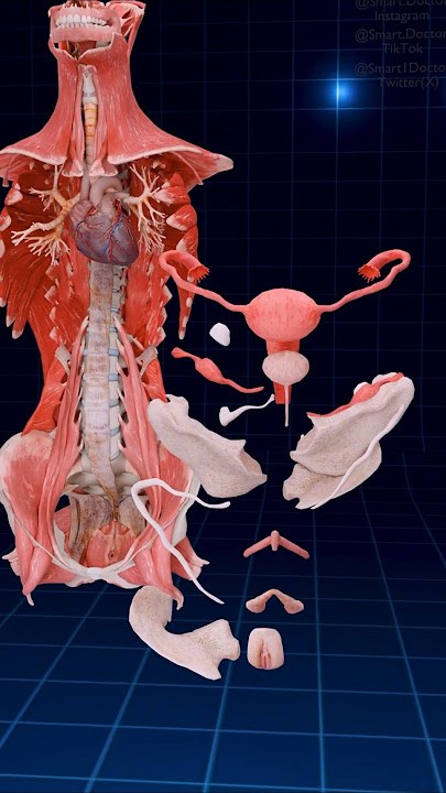 Your First Homeland | Uterus Anatomy ♀️✨