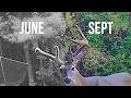 How Fast Do Deer Antlers Grow? Watch 9 Whitetails Transform In 120 Days (Amazing Trail Cam Study)