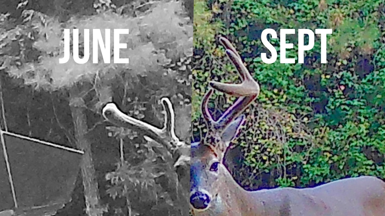 How Fast Do Deer Antlers Grow? Watch 9 Whitetails Transform In 120 Days (Amazing Trail Cam Study)