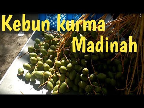 kebun-kurma-madinah