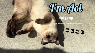 【シャム猫】秋晴れの空の下🍂ゴロゴロ楽しむ猫🐈 by シャム猫あおい 202 views 7 months ago 2 minutes, 40 seconds