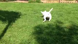 Miniature Bull Terrier Puppy For Sale - Female