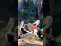 Pelicans pouch wobble is oddly satisfying  👀 #travelaustralia #pelican #wildlife