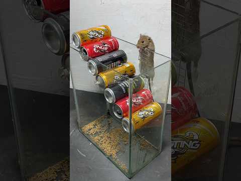 Best mouse trap ideas // homemade mouse trap using old cans #rat #rattrap #mousetrap #shorts
