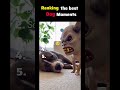 Ranking the best dog moments