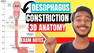 oesophagus anatomy 3d | constriction of oesophagus | esophageal constriction anatomy