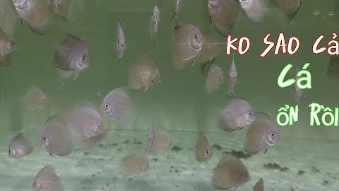 Mô hình nuôi cá đĩa không thay nước.dùng lọc tuần hoàn+vi sinh. sau sự cố tắm formol tất cả đều ổn.