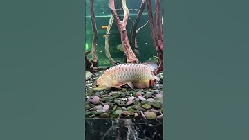 Thumbnail of 😱 Ikan Arwana Terlihat Memakan Telurnya Sendiri!! 🐟🥚 #informatif #faktaunik