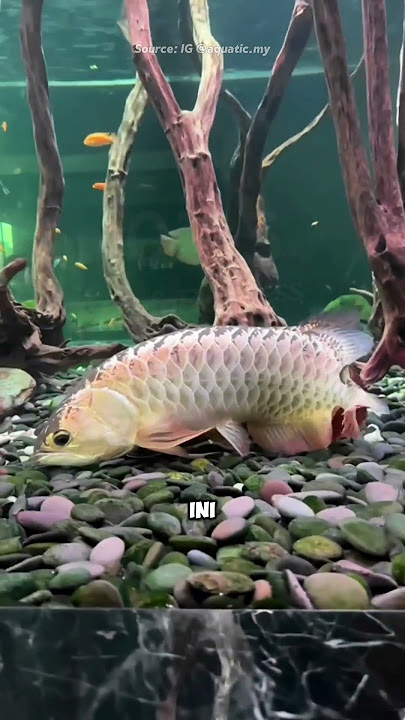 😱 Ikan Arwana Terlihat Memakan Telurnya Sendiri!! 🐟🥚 #informatif #faktaunik