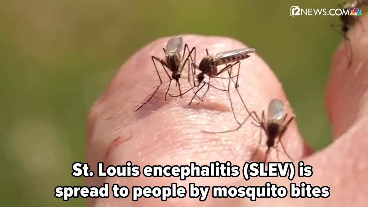 Insectborne diseases reported in Maricopa County YouTube