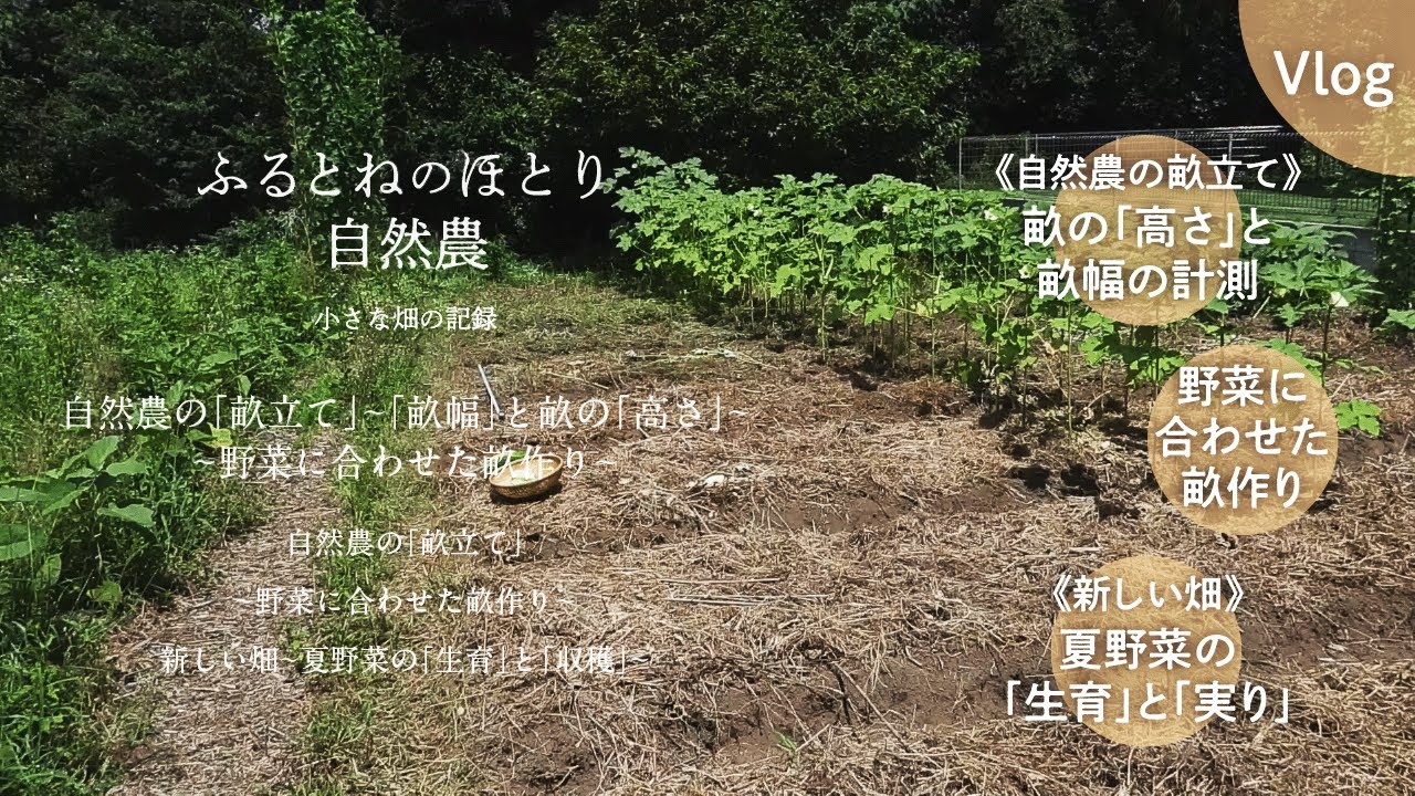 自然農の「畝立て」最終回〜「畝幅」と畝の「高さ」〜野菜に合わせた畝作り〜東の畝⑥〜 2024年8月26日 - YouTube
