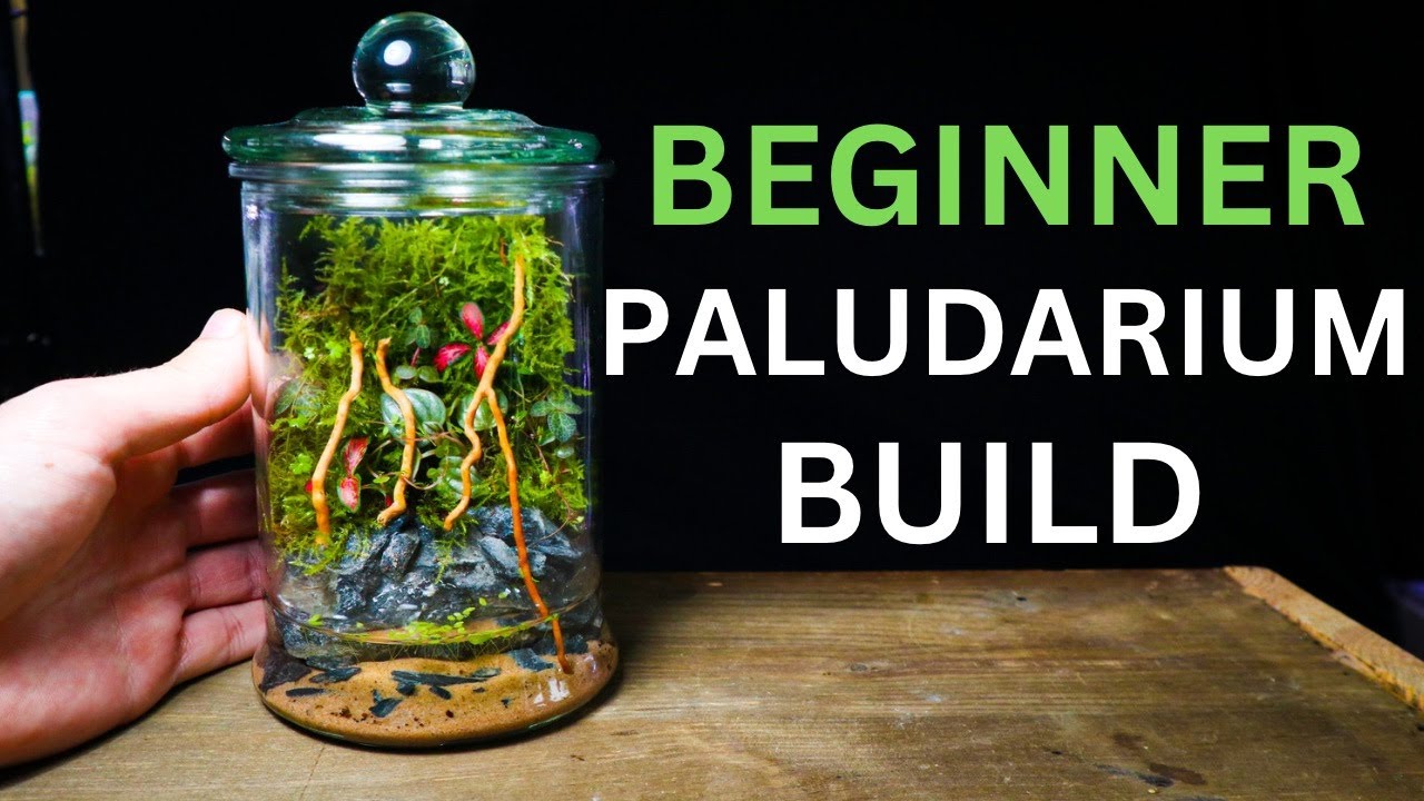 Nano Paludarium Tutorial EASY Beginner Friendly Guide YouTube