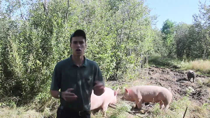 How to Build a Pig Paddock