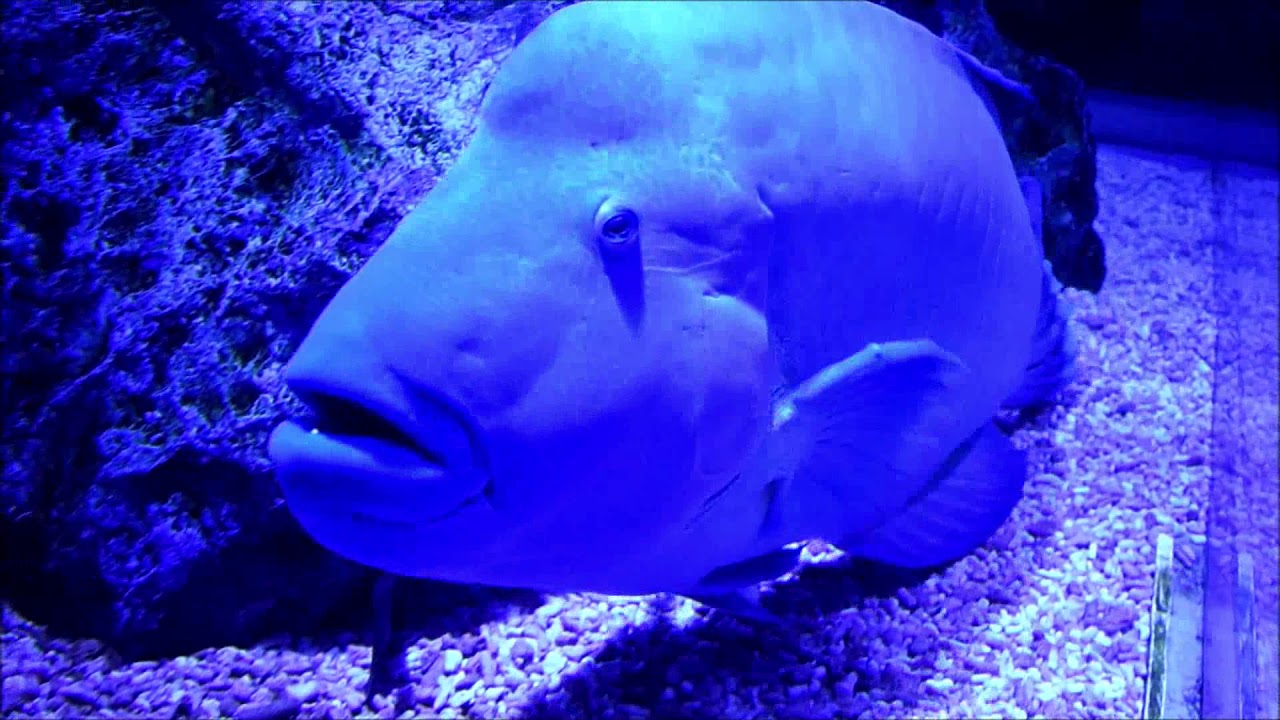 ❌水族館好き(❁ᴗ͈ˬᴗ͈)水族館の生き物 すみだ水族館の生き物たち 2019年8月16日 Sumida Aquarium - YouTube