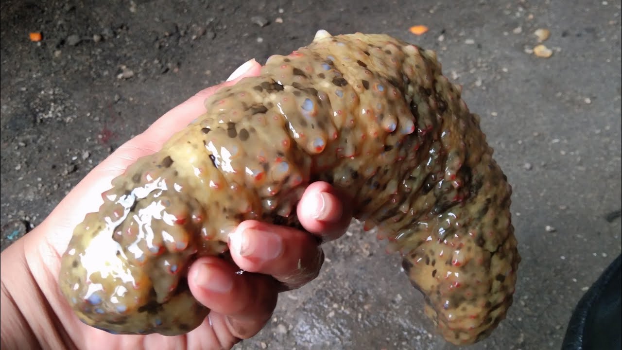 HOW TO PRESERVE SEA CUCUMBER SEACUCUMBER FISHERMENLIFE VIRAL YouTube