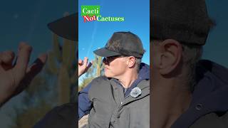 Cactus or Cactuses? Irregular Plurals Explained