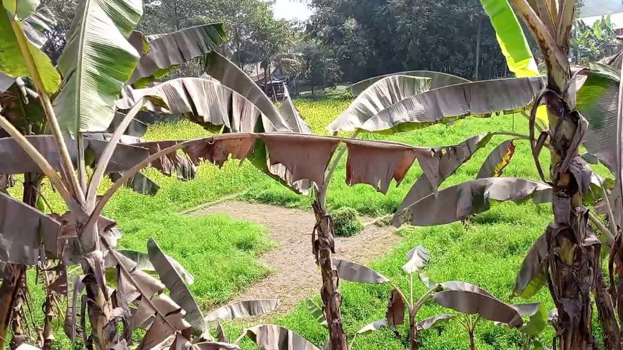 পেট্রোল পাম্প উপযোগী ঢাকা সিংগাইর হাইওয়ের ডেফল তলি এলাকায় ৩৬ শতাংশ জমি বিক্রয় ফোনঃ ০১৩২৮৩৬৬৭১৬ 