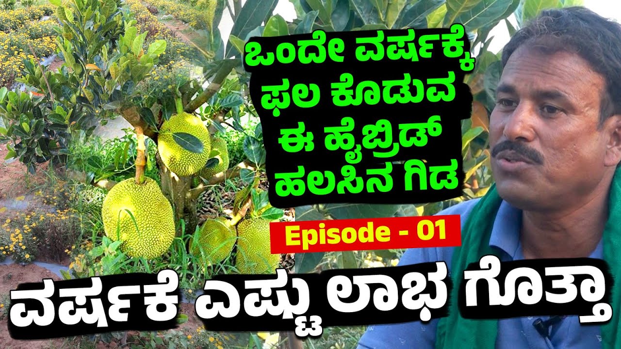 ಒಂದೇ ವರ್ಷದಲ್ಲಿ ಲಕ್ಷ ಲಕ್ಷ ಲಾಭ ಕೊಡುವ ಹೈಬ್ರಿಡ್ ಹಲಸಿನ ಗಿಡ | Episode-1 | Farmers Life |news12kannada