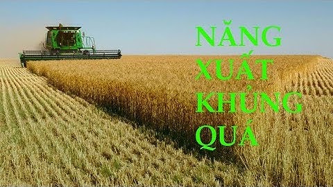 Thu Hoạch Lúa Mì ở Mỹ Như Thế Nào✅