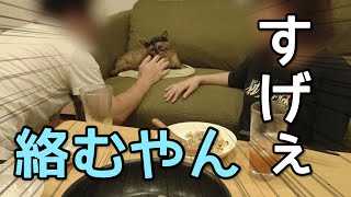 酔っぱらってウザイ主に絡まれる猫