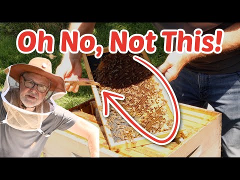 Beekeeper's Secret Struggle: