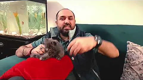 Video 11781231: quality persian cat kitten, persian cat happy