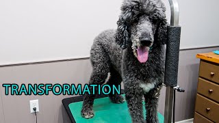 Old Boy's Can Still Look Good!  Standard Poodle Transformation – Dog Grooming – Full Groom