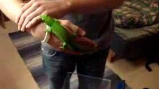 Phelsuma Madagascariensis Grandis