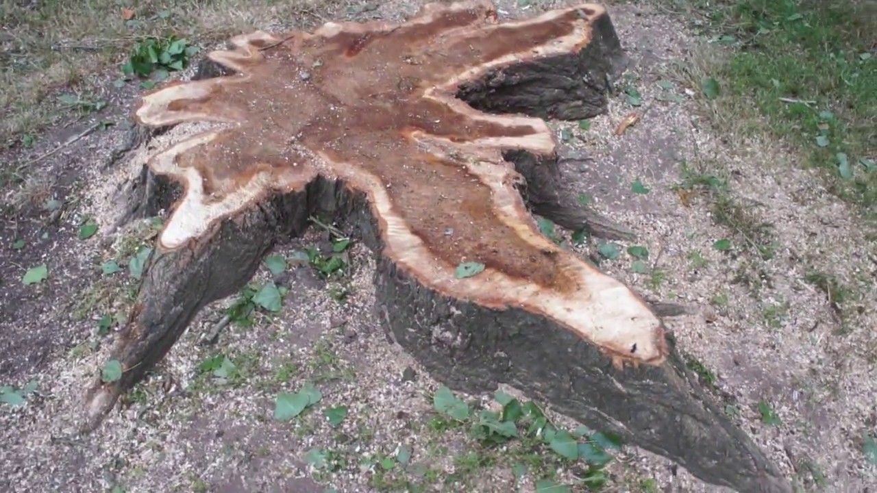 Lombardy poplar (Populus nigra 'Italica') - tree cut down - June 2017