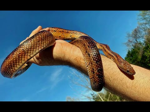 adventures of aladdin WE FOUND A CORN SNAKE! (Herping Tennessee)