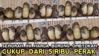 UPDATE HARGA BURUNG KECIL YANG KOMPLIT DAN TERMURAH DI PASAR BURUNG PRAMUKA